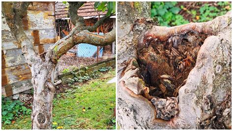 ilustrácia gledíčie trojtŕňovej s tŕňmi na kmeni a konároch, ukazujúca jej celkový habitus