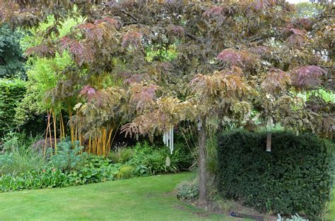 detailné foto listov, kvetov a strukov gledíčie trojtŕňovej