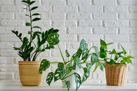 Ilustrácia rastliny lantany zazimovanej v interiéri