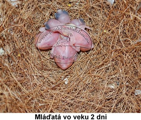 Tematické foto: Mláďatá korytnačiek po vyliahnutí