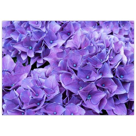 Detail fialových kvetov japonskej myrty na tmavozelených listoch