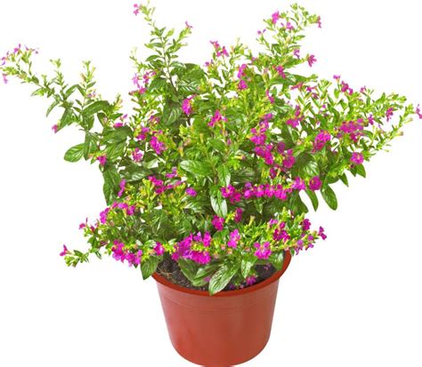 Japonská myrta v kvetináči na terase