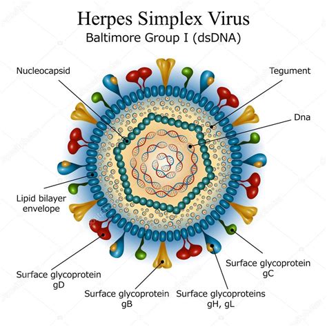 Infografika: Cesty prenosu herpes vírusu