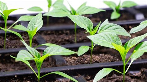 fotografia klíčiacich semienok čili papričiek v malých kvetináčoch so špeciálnym substrátom