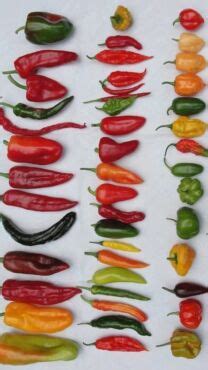koláž fotografií zrelých čili papričiek rôznych odrôd a farieb pripravených na zber