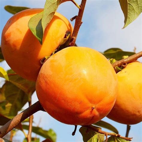 Detail zrelého plodu hurmi kaki na konári