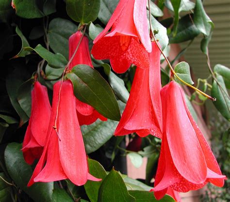 Schéma umiestnenia Lapageria rosea s tieňom na korene
