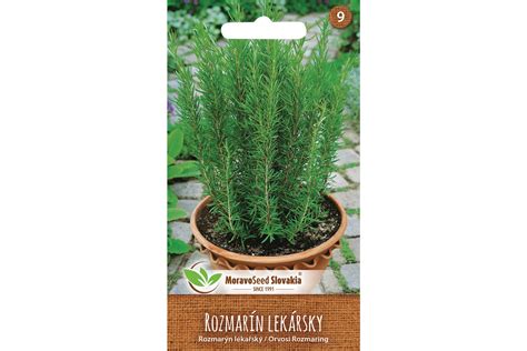 Botanická schéma: detail listov, kvetov a vzrastu kríka rozmarínu lekárskeho