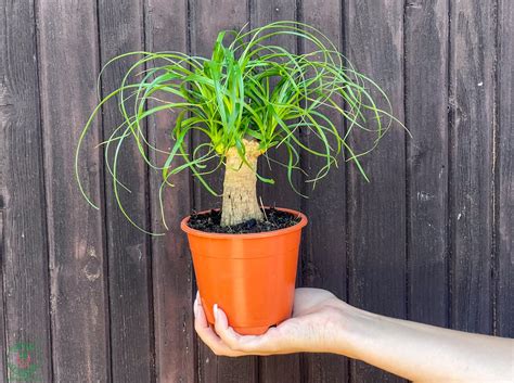 Slonia noha (Beaucarnea recurvata) s charakteristickým zhrubnutým kmeňom