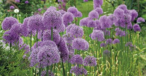 Ilustrácia rôznych druhov okrasného cesnaku s ich charakteristickými kvetenstvami a listami.