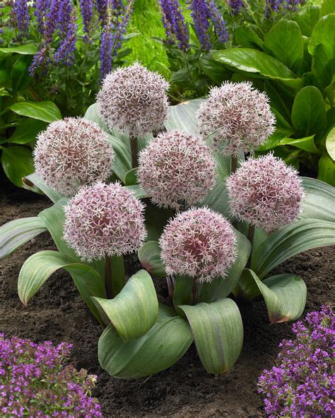 Detailné fotografie rôznych druhov okrasného cesnaku, vrátane Allium giganteum, Allium karataviense a Red Mohycan.