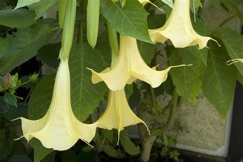 Ilustračná fotografia prezimovanej anjelskej trúby v chladnej, svetlej miestnosti