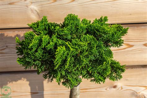 Stálozelený cypruštek v zimnej záhrade