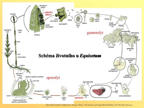 Schéma životného cyklu krytosemenných rastlín a dvojitého oplodnenia