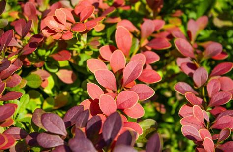 Tematické foto: Rôzne druhy dráča (Berberis) v záhrade