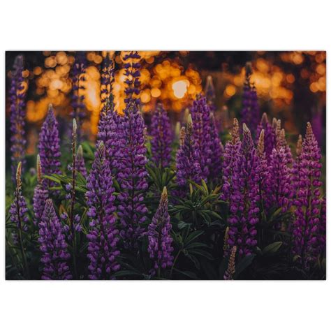 Ilustrácia rôznych druhov kvetov vlčieho bôbu