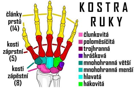 Fotografia plodu Budhovej ruky s prstovitými výrastkami