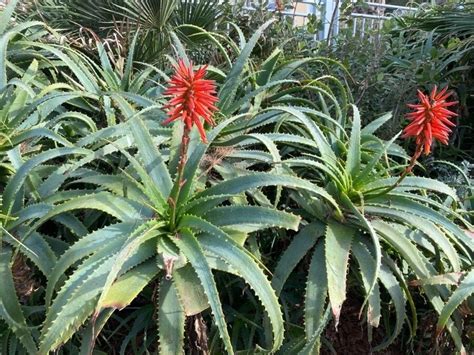 infografika porovnávajúca obsah účinných látok v Aloe arborescens a Aloe vera