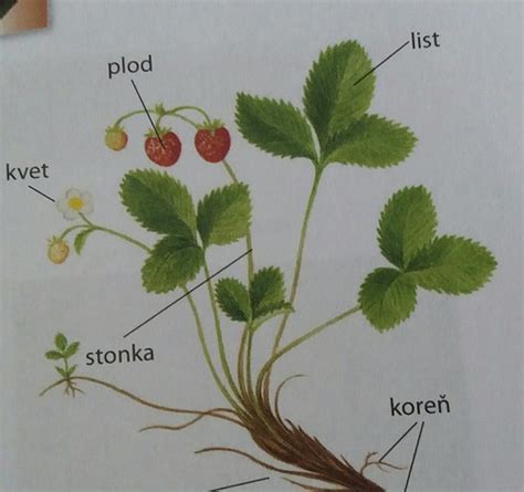 Ilustrácia botanických častí maku siateho: koreň, stonka, listy, kvet, makovica, semeno