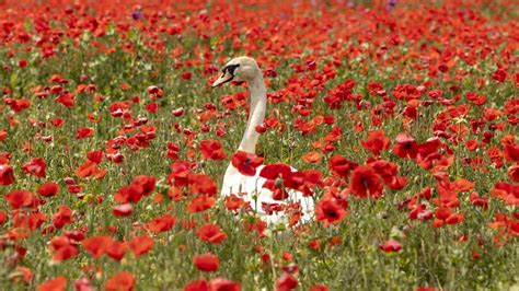 Fotografia makového poľa počas kvitnutia