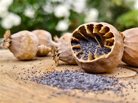 Porovnanie farieb a tvarov semien modrého, bieleho a sivého maku