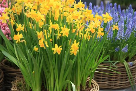 Rôzne druhy jarných cibuľových kvetov ako narcisy, tulipány a hyacinty