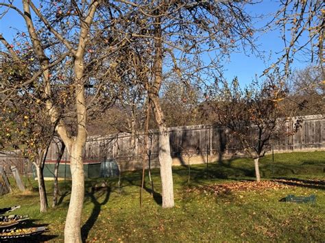 záhrada s ovocnými stromami, vrátane hrušiek, na slnečnom stanovišti