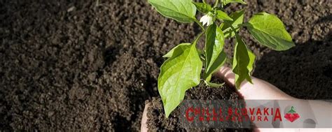 Infografika znázorňujúca postup presádzania chilli sadenice do kvetináča s drenážnou vrstvou