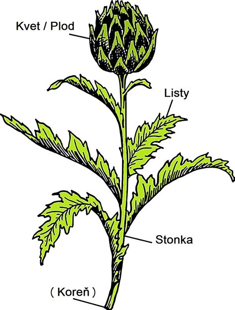 Ilustrácia rastliny pivonky lekárskej s detailným zobrazením kvetu, listov a koreňa