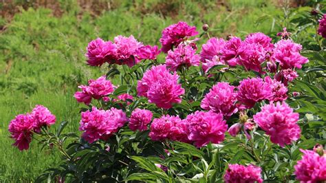 Detail zozbieraných a sušených lupienkov pivonky lekárskej