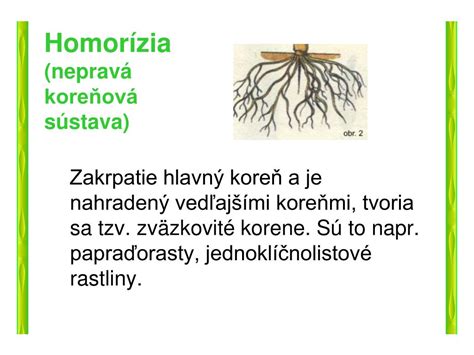 Schéma znázorňujúca rozdiel medzi primárnou (hlavný koreň a bočné korene) a vedľajšou (zväzkovité korene) koreňovou sústavou