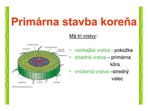 Schematický prierez koreňa s vyznačenými vrstvami: pokožka, primárna kôra (vrátane endodermis) a stredný valec (vrátane pericyklu)