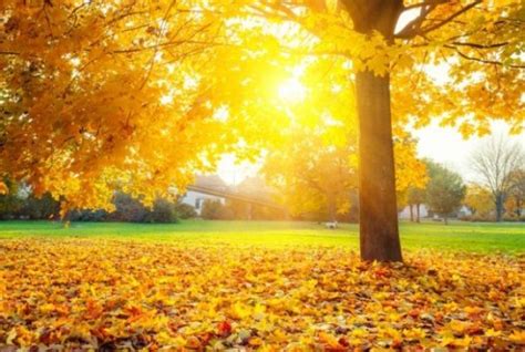 foto: záhradník postrekuje burinu octovým roztokom, slnečný deň