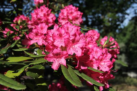 foto: kvitnúce rododendrony v kyslej pôde