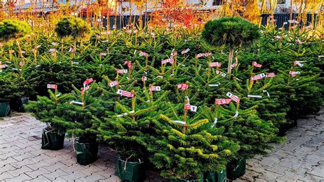 Dobrovoľníci vysádzajúci mladé stromčeky v horskom teréne Tatier