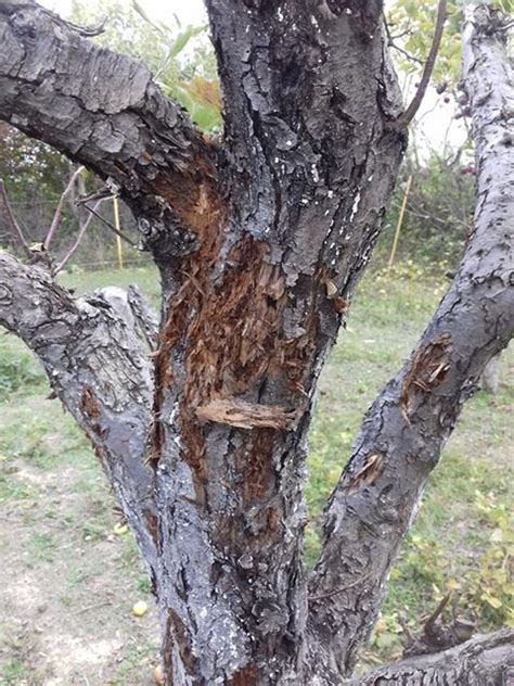 Obrázok kmeňa stromu s poškodenou kôrou od hlodavcov