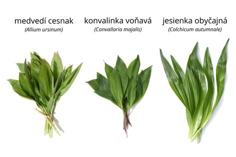 Porovnanie listov medvedieho cesnaku a konvalinky, s vyznačenými rozlišovacími znakmi.