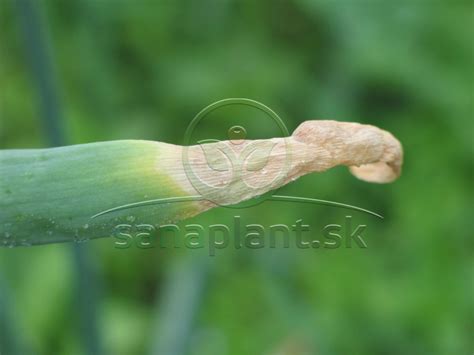 ilustračná schéma hĺbky a rozstupov pri sadení cesnaku a cibule