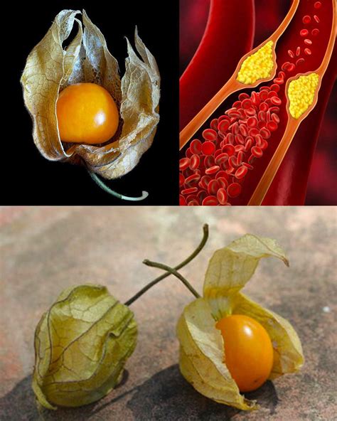 Schéma rastliny Physalis: zobrazenie bobule ukrytej v typickom suchom kalichu (lampášiku)